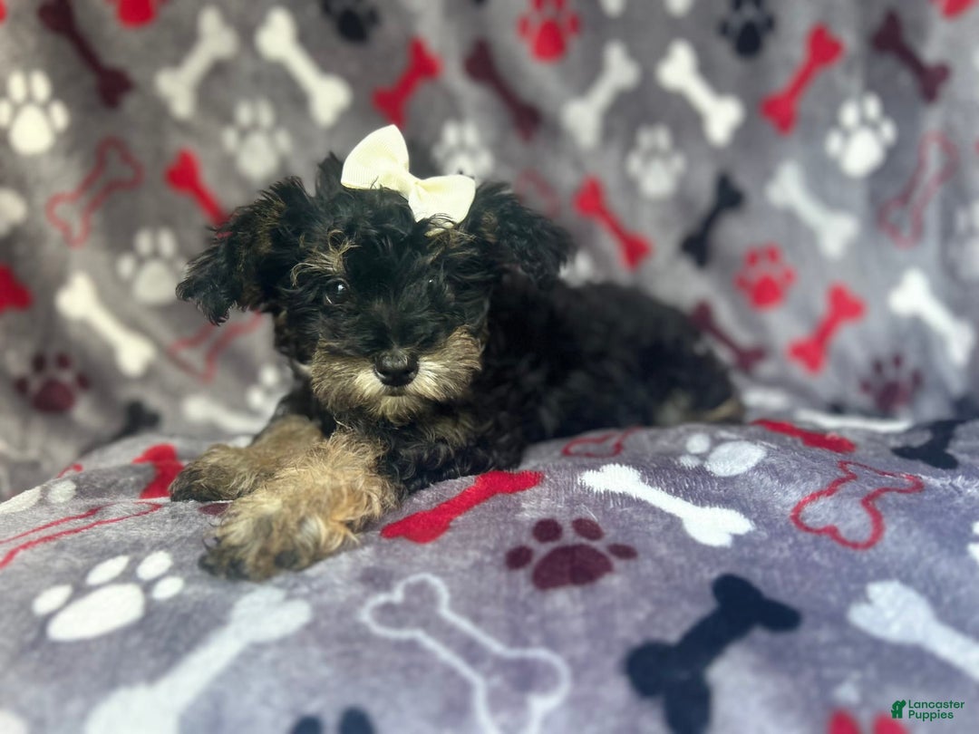 Miniature Schnauzer dogs for sale: Lilo - Image 1