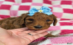 Mini Goldendoodle dogs for sale: Lexie - Image 3