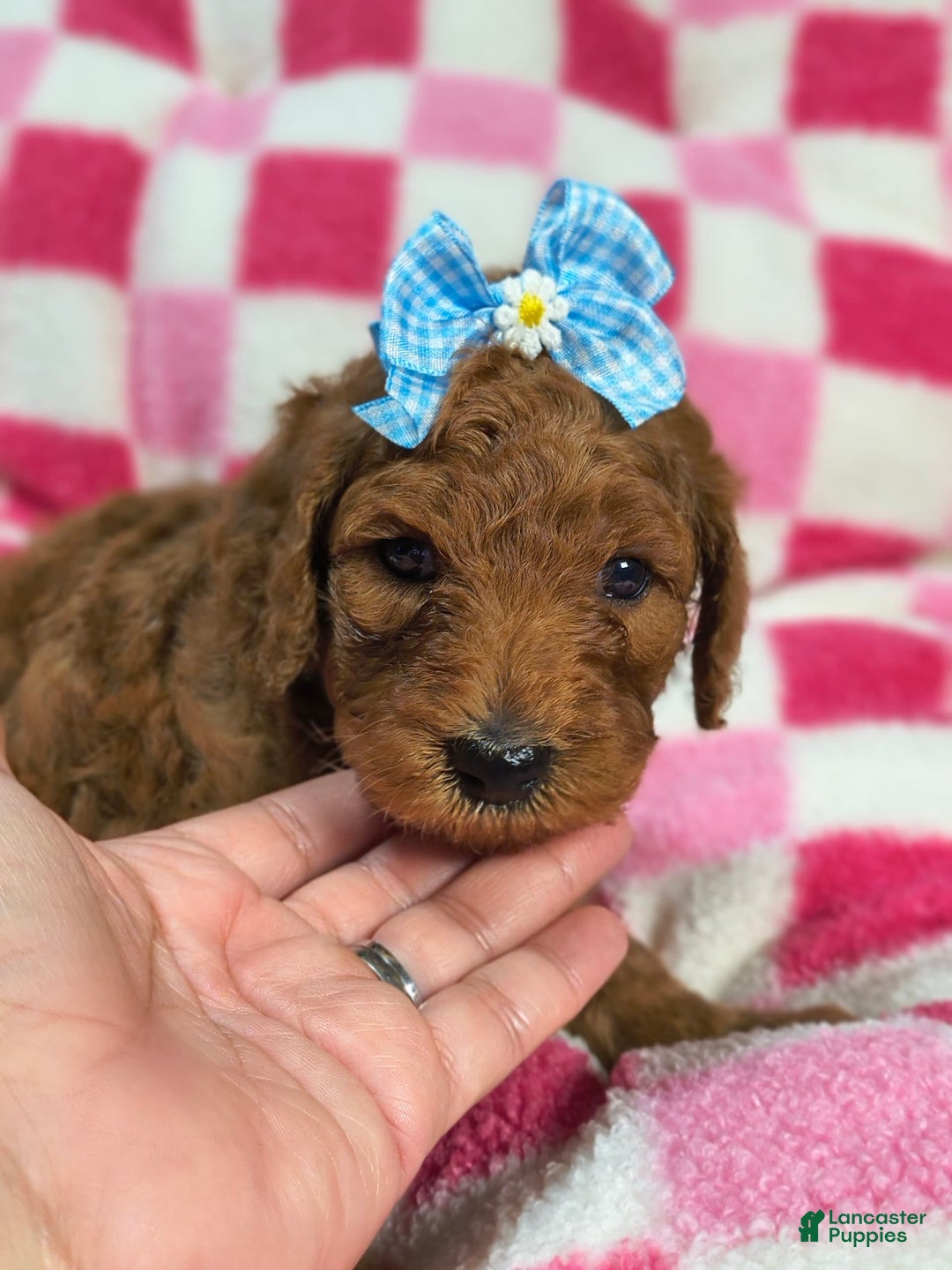 Mini Goldendoodle dogs for sale: Lexie - Image 3