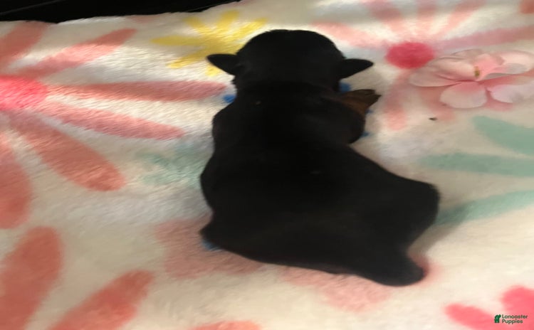 Yorkshire Terrier dogs for sale - Ad 5