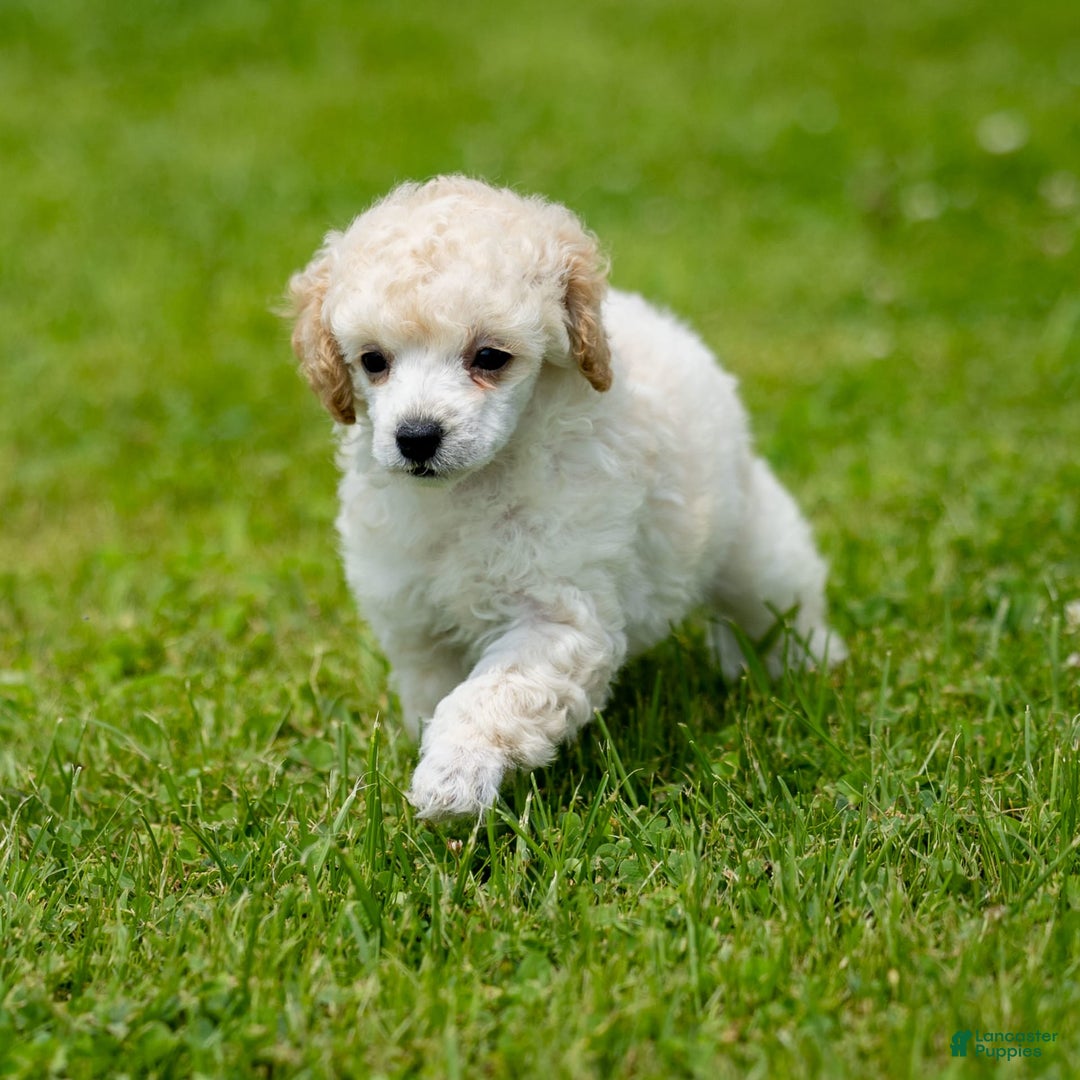 Toy Poodle dogs for sale: Okie - Image 4