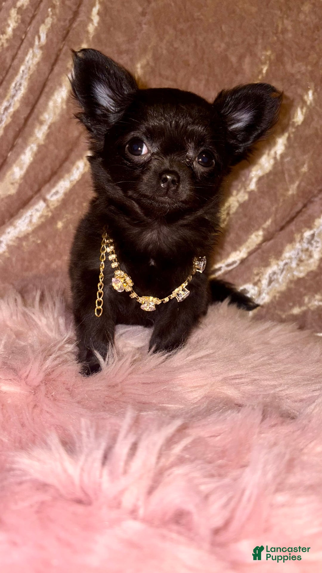 Chihuahua dogs for sale: Tiny Long Coat Female - Image 7
