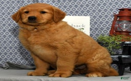 Golden Retriever dogs for sale: Millie - Image 7