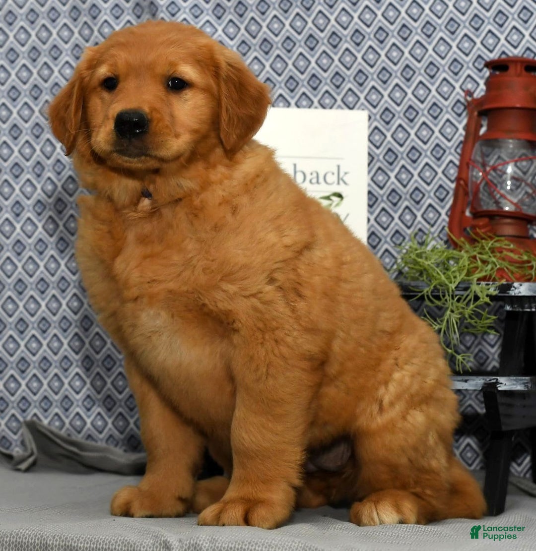 Golden Retriever dogs for sale: Millie - Image 7