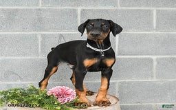 Doberman Pinscher dogs for sale: Archer - Image 3