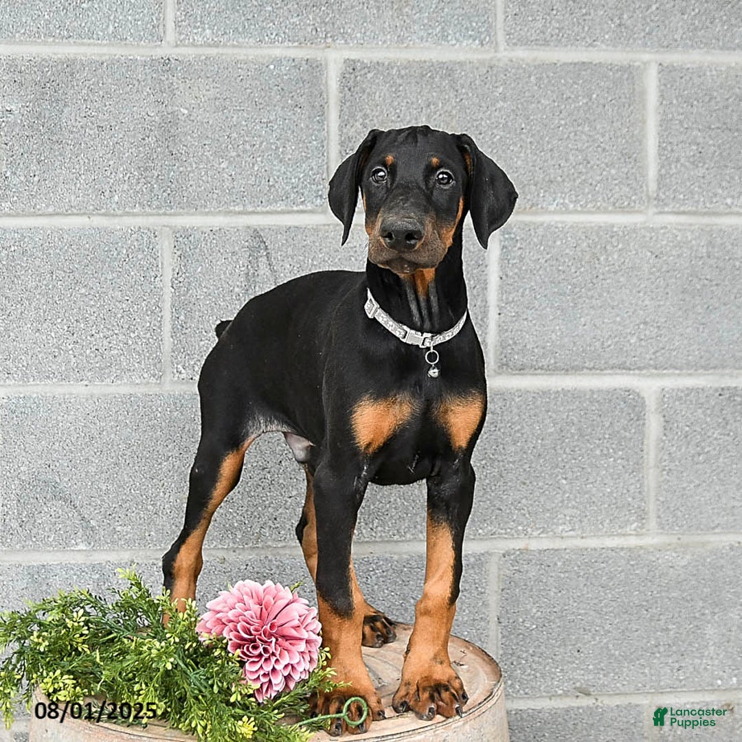 Doberman Pinscher dogs for sale: Archer - Image 3