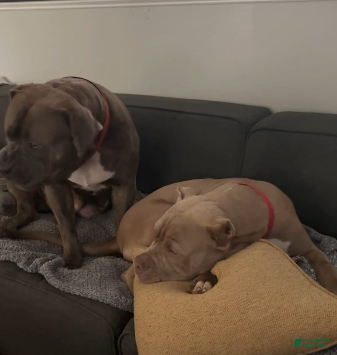 American Bully dogs for sale: Izzy - Image 5