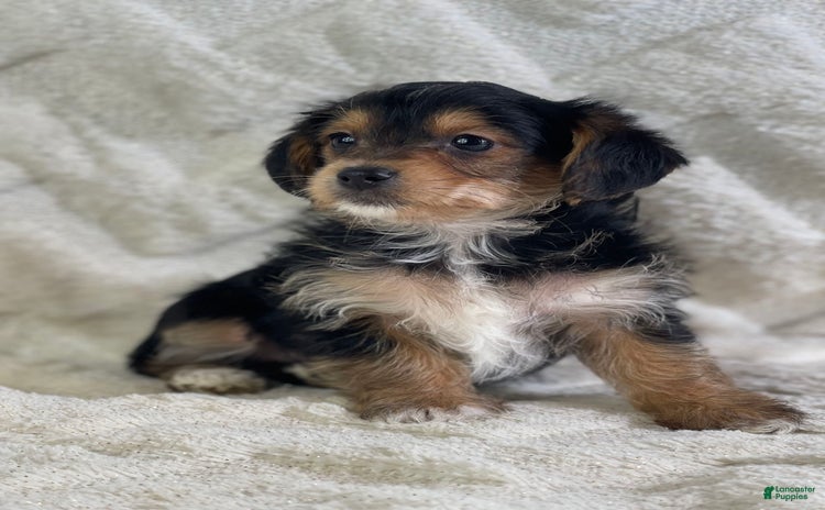 Yorkiepoo dogs for sale - Ad 3