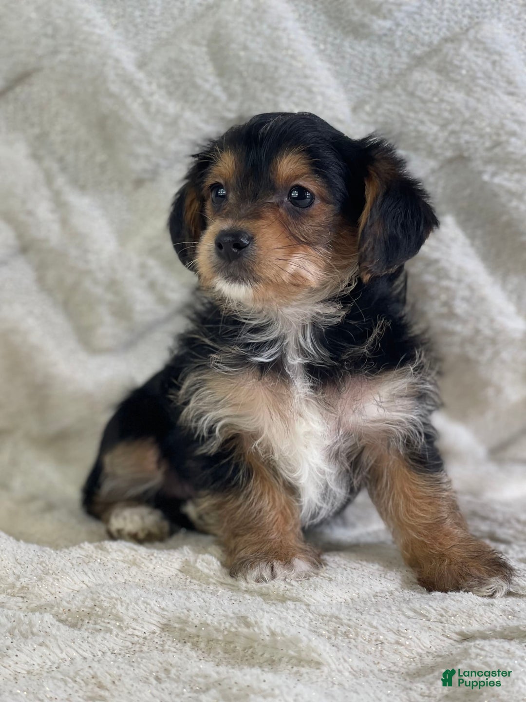 Yorkiepoo dogs for sale: Buster - Image 1