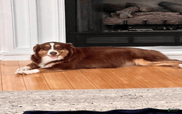 Australian Shepherd dogs for sale: Brody - Image 4