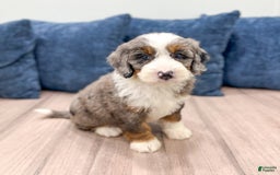 Mini Bernedoodle dogs for sale: Liberty - Image 9