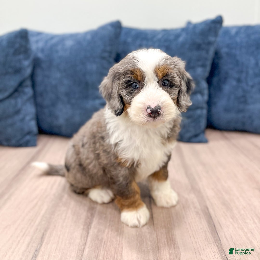 Mini Bernedoodle dogs for sale: Liberty - Image 9