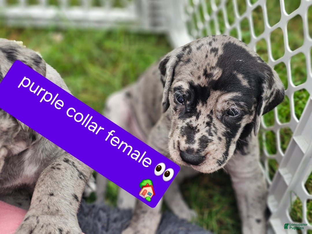 Great Dane dogs for sale: Purple collar - Image 1