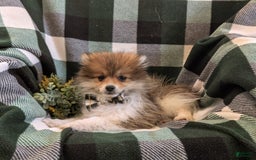 Pomeranian dogs for sale: Pearson Small - Image 4