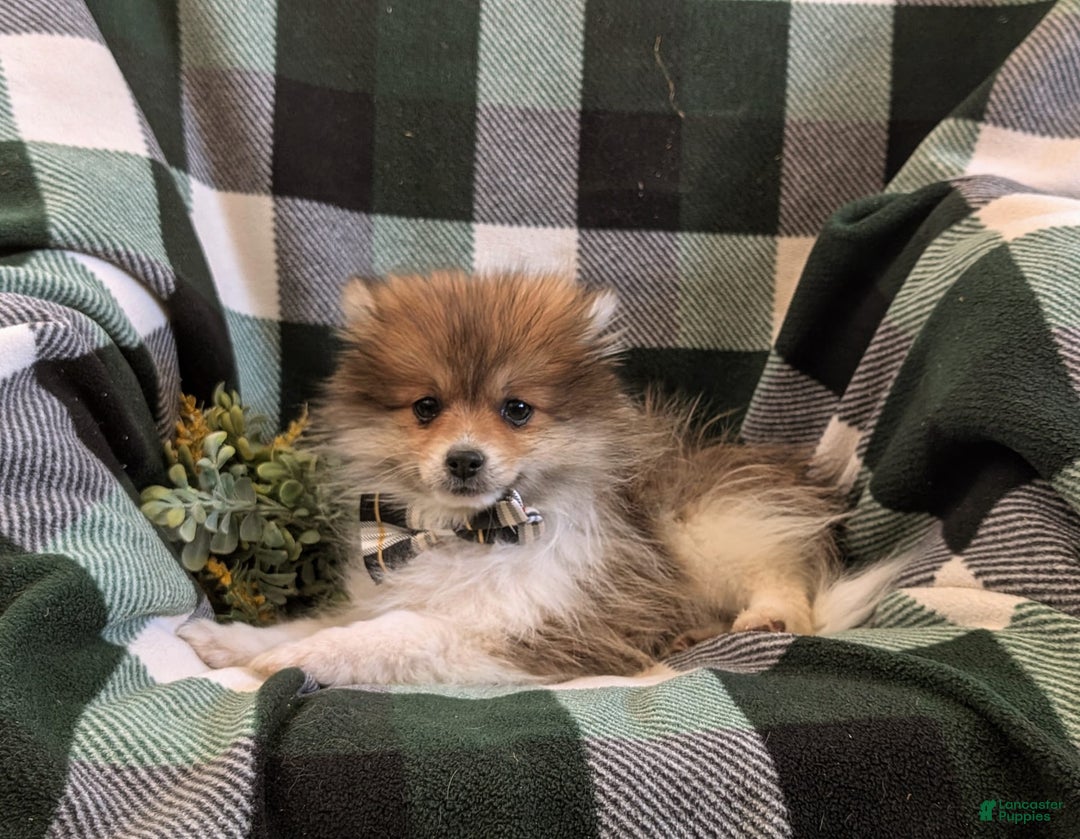 Pomeranian dogs for sale: Pearson Small - Image 4