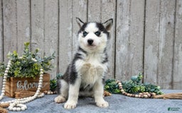 Siberian Husky dogs for sale: Maggie - Image 1