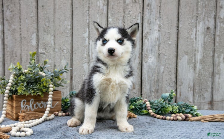 Siberian Husky dogs for sale - Ad 2