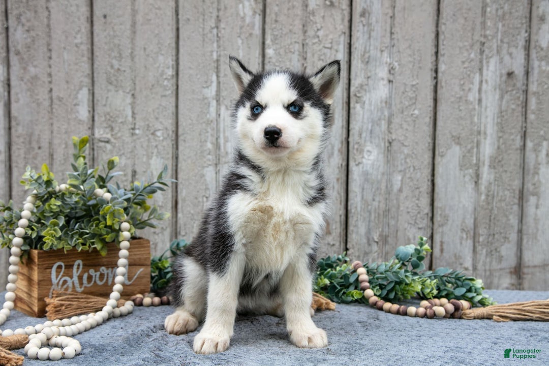 Siberian Husky dogs for sale: Maggie - Image 1
