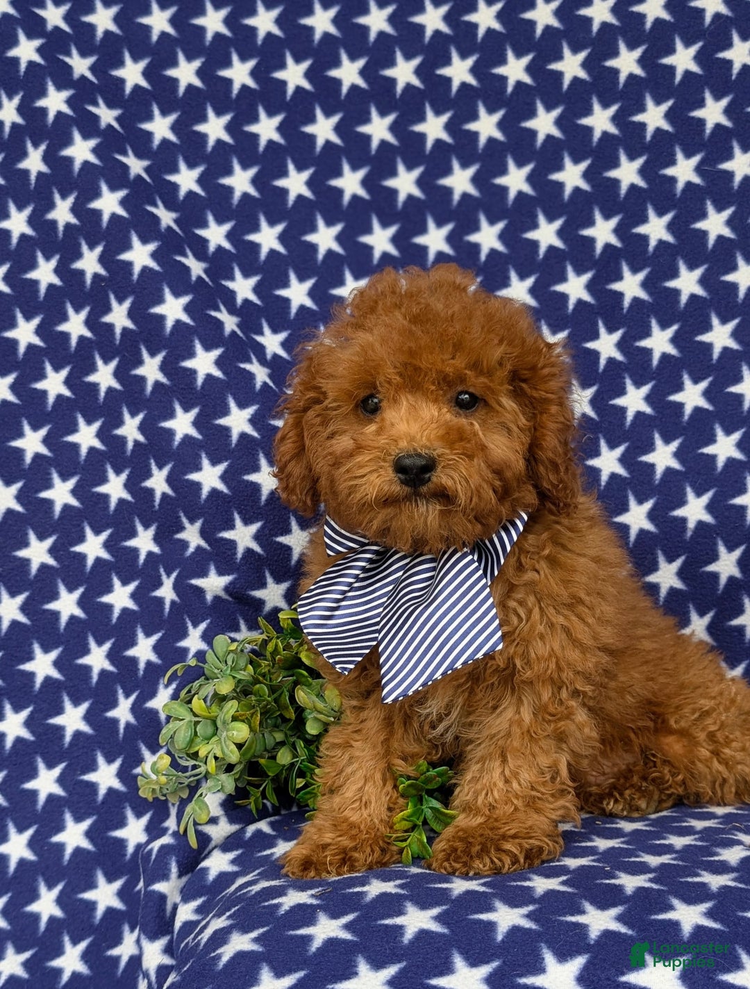 Miniature Poodle dogs for sale: Miniature Poodle 4 puppies - Image 4