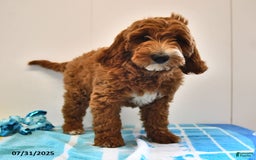 Mini Goldendoodle dogs for sale: Dixie - Image 18