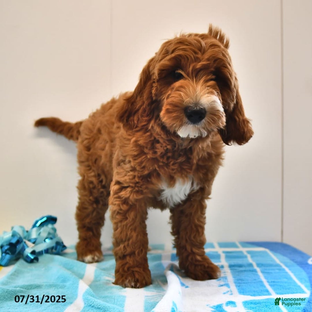 Mini Goldendoodle dogs for sale: Dixie - Image 18