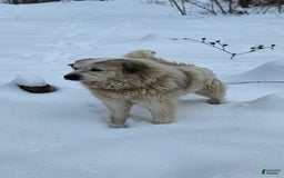 Great Pyrenees dogs for sale: Purple - Image 15