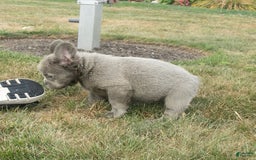 French Bulldog dogs for sale: Rusty - Image 10