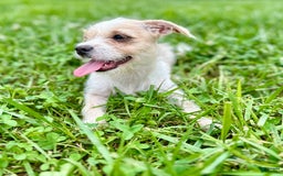 Yorkshire Terrier dogs for sale: Thelma - Image 5