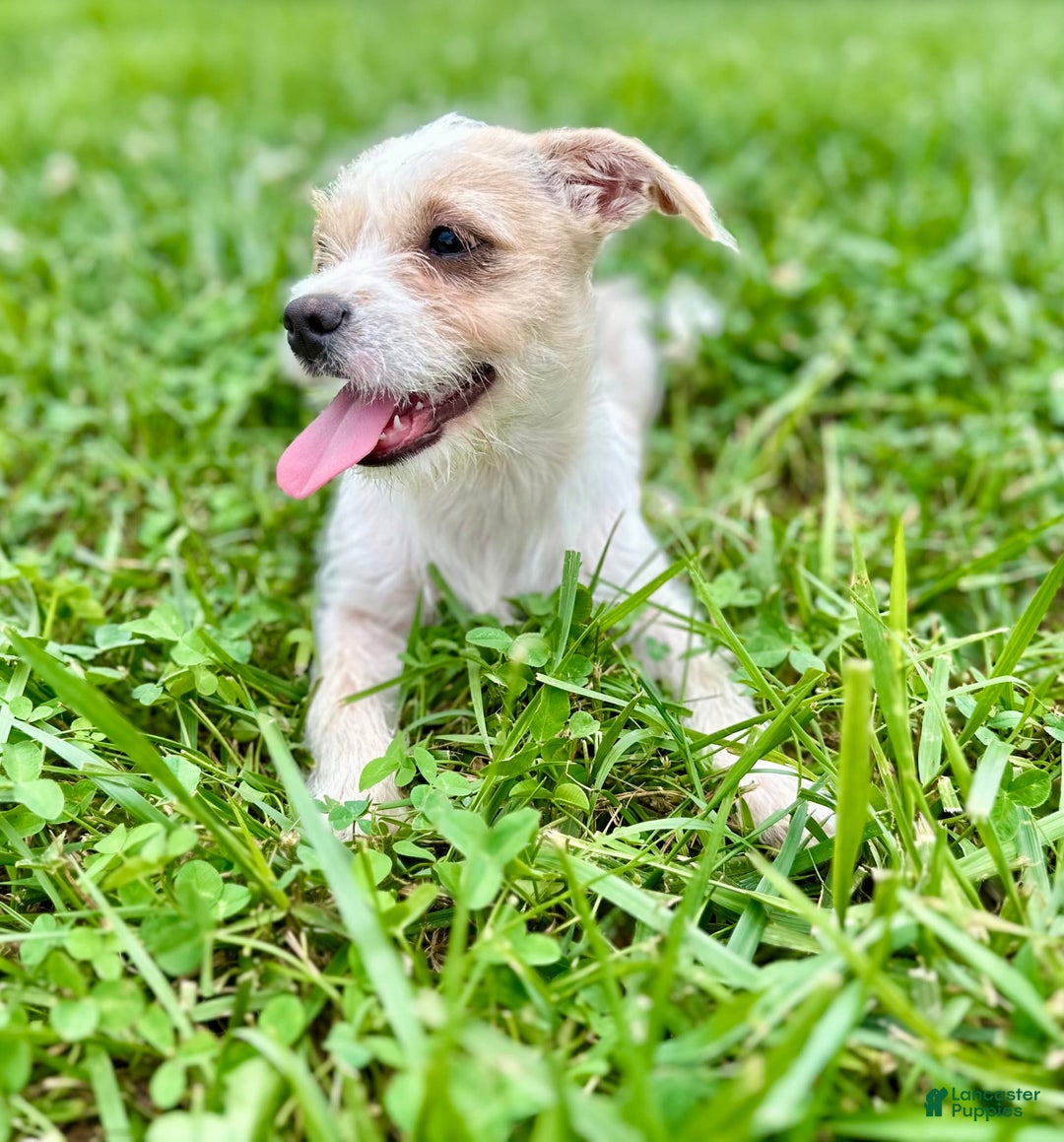 Yorkshire Terrier dogs for sale: Thelma - Image 5