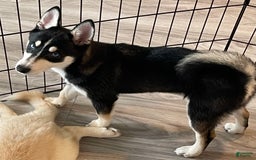 Alaskan Klee Kai dogs for sale: Naymeria - Image 2