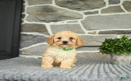 Bichpoo dogs for sale: Vince - Image 5