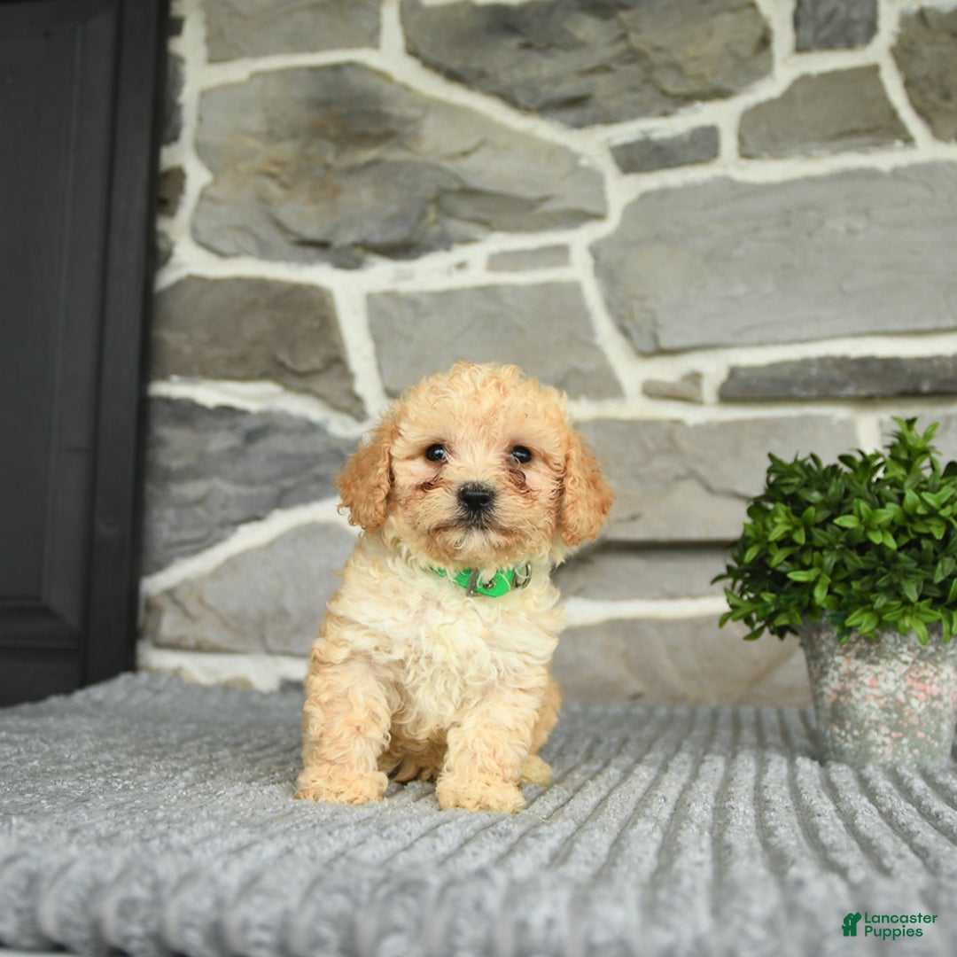 Bichpoo dogs for sale: Vince - Image 5
