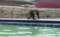 Labrador Retriever dogs for sale: Chocolate Male 1 - Image 1