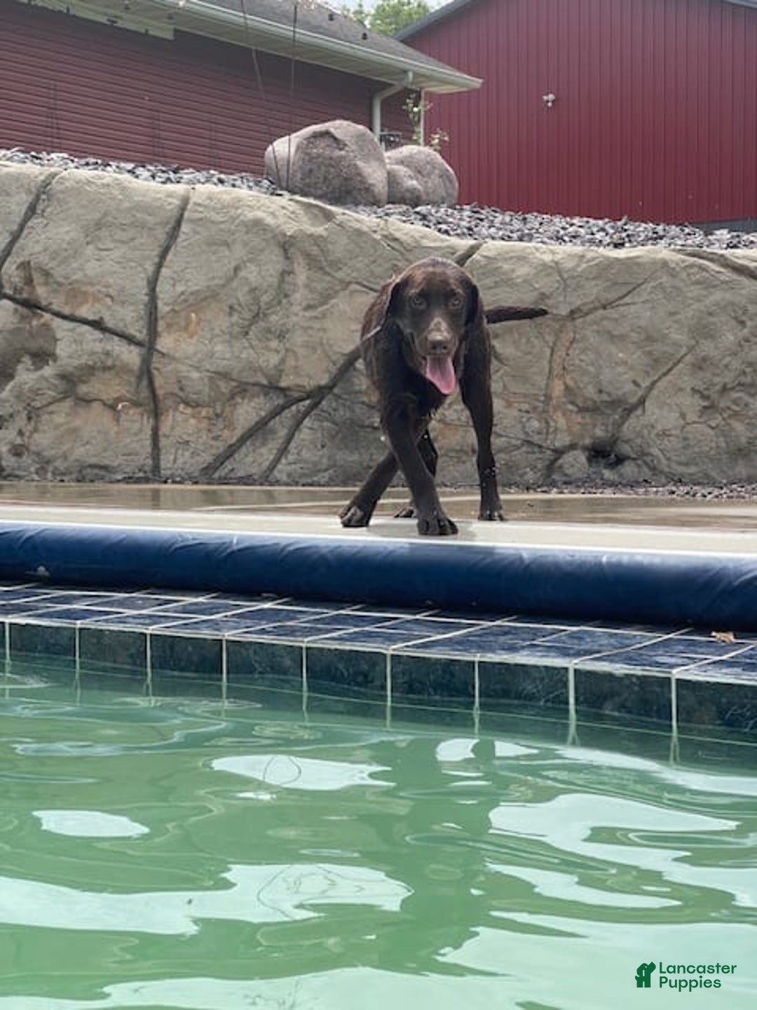 Labrador Retriever dogs for sale: Chocolate Male 1 - Image 1