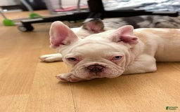 French Bulldog dogs for sale: Picasso - Image 5