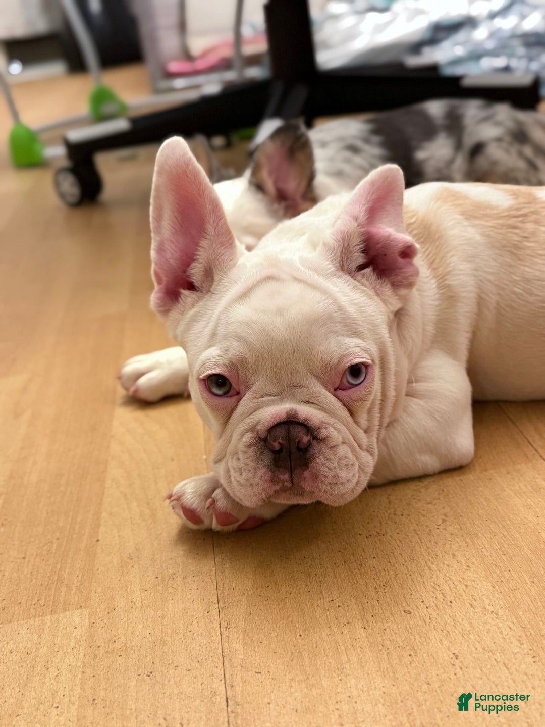 French Bulldog dogs for sale: Picasso - Image 5