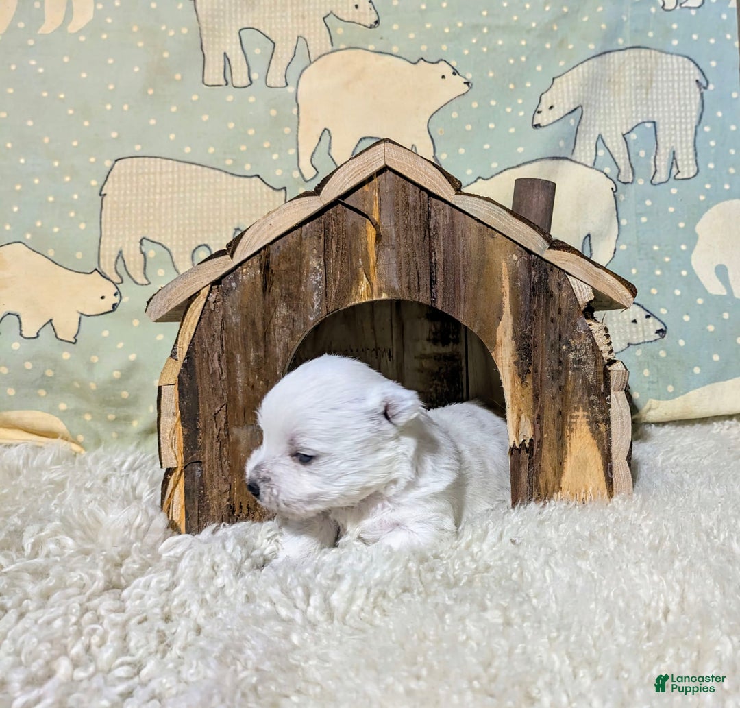 West Highland Terrier dogs for sale: Chip - Image 10