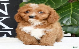 Cavapoo dogs for sale: Ernesto - Image 11