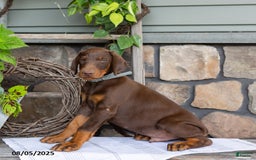 Doberman Pinscher dogs for sale: Ransom - Image 5