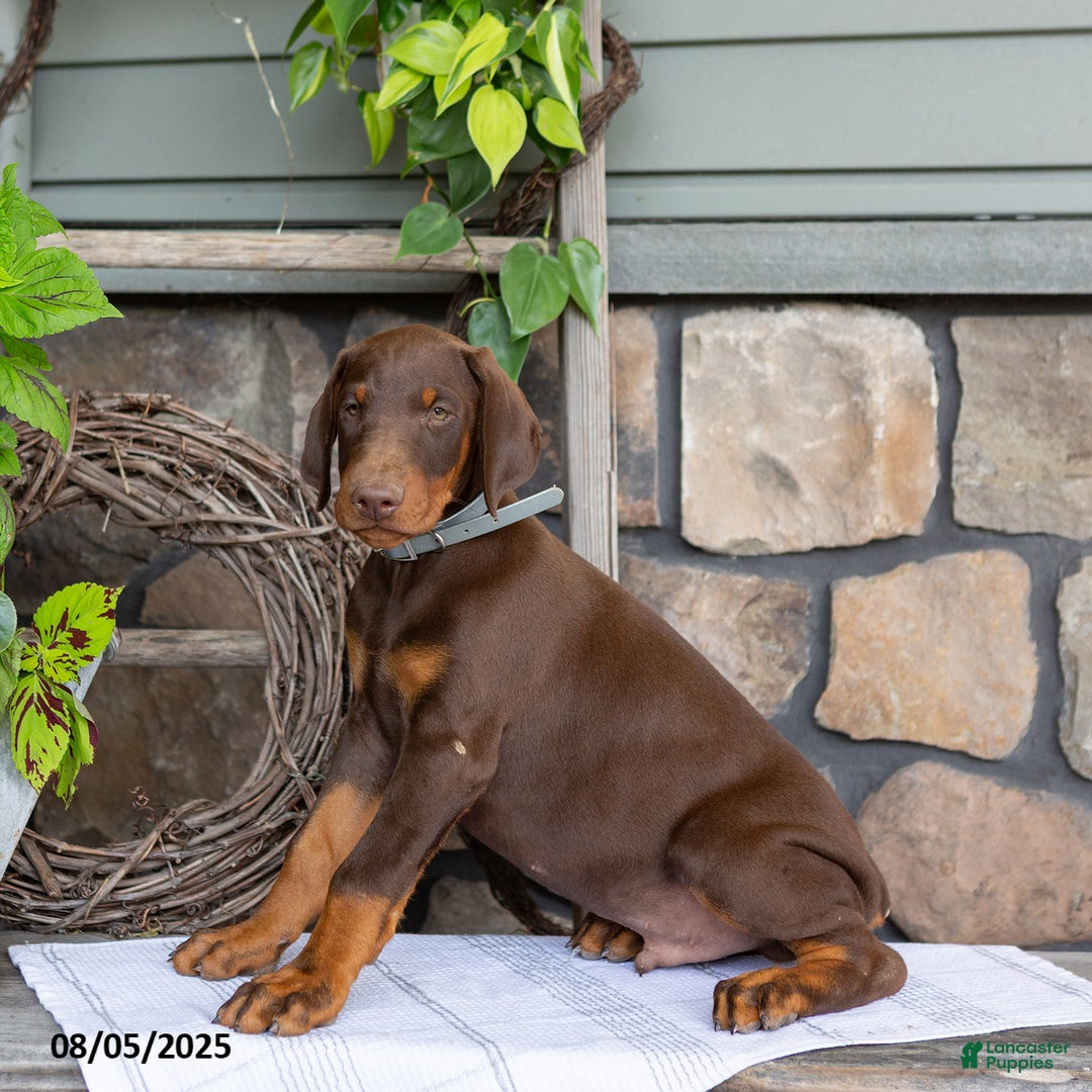 Doberman Pinscher dogs for sale: Ransom - Image 5