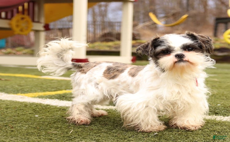 Shih Tzu dogs for sale - Ad 2