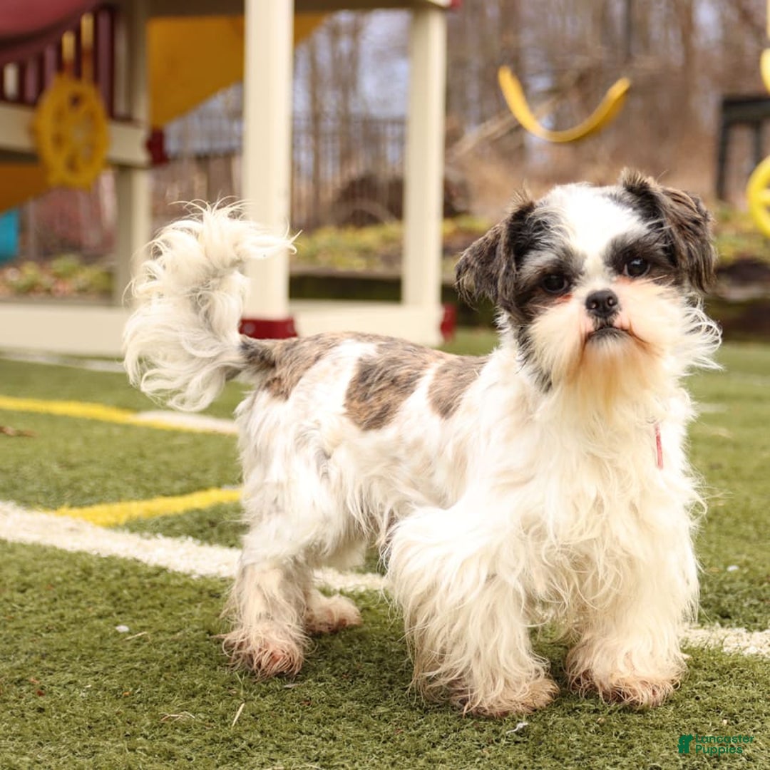 Shih Tzu dogs for stud: Charlie - Image 1