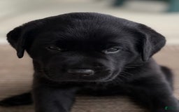 Labrador Retriever dogs for sale: Gracie - Image 2