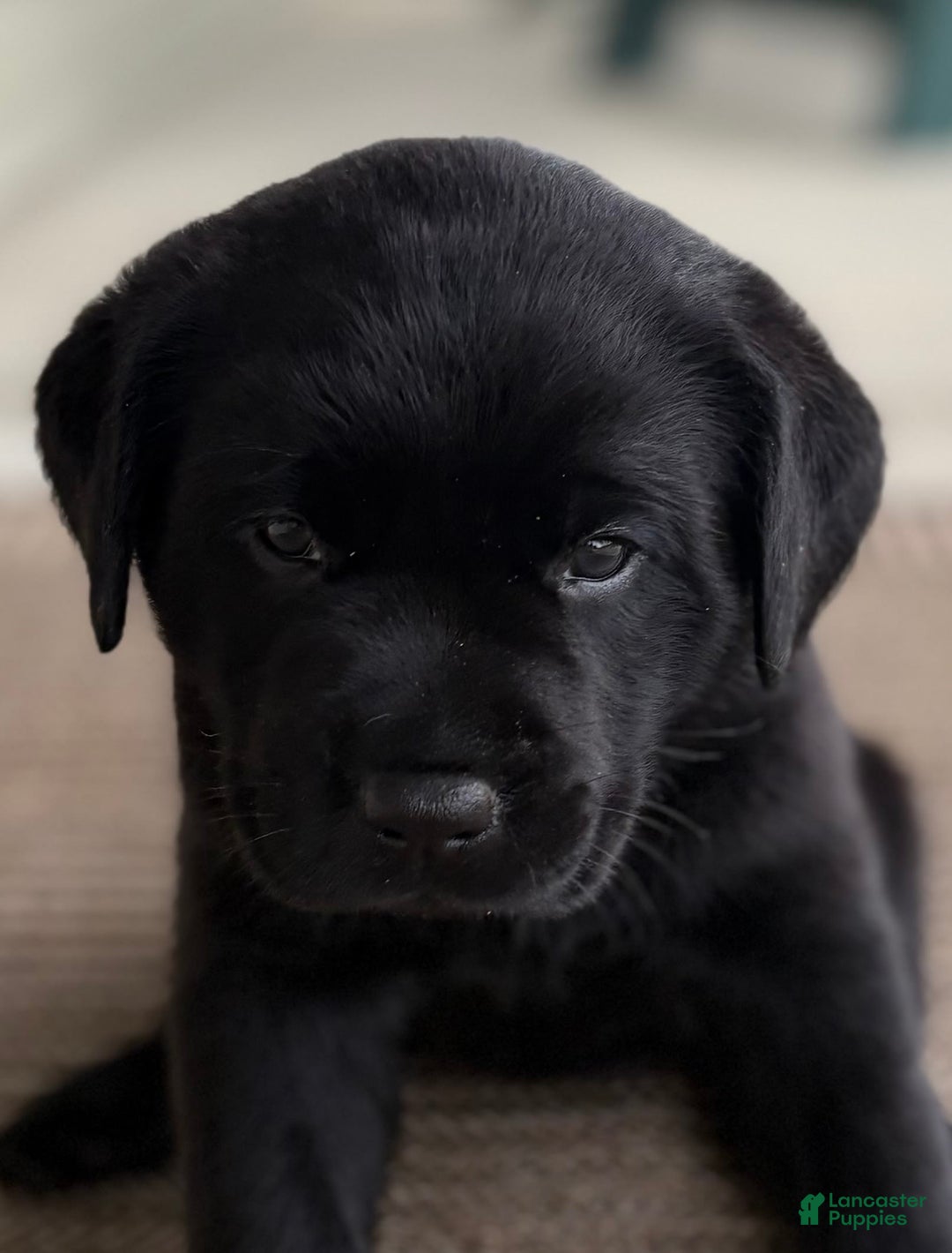 Labrador Retriever dogs for sale: Gracie - Image 2
