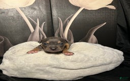 American Bully dogs for sale: Boots - Image 4