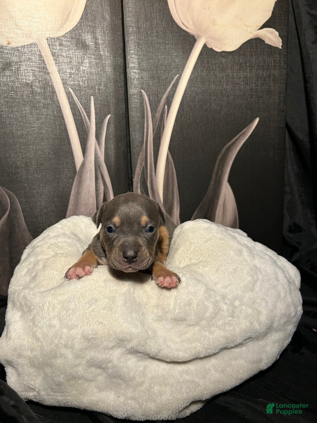 American Bully dogs for sale: Boots - Image 4