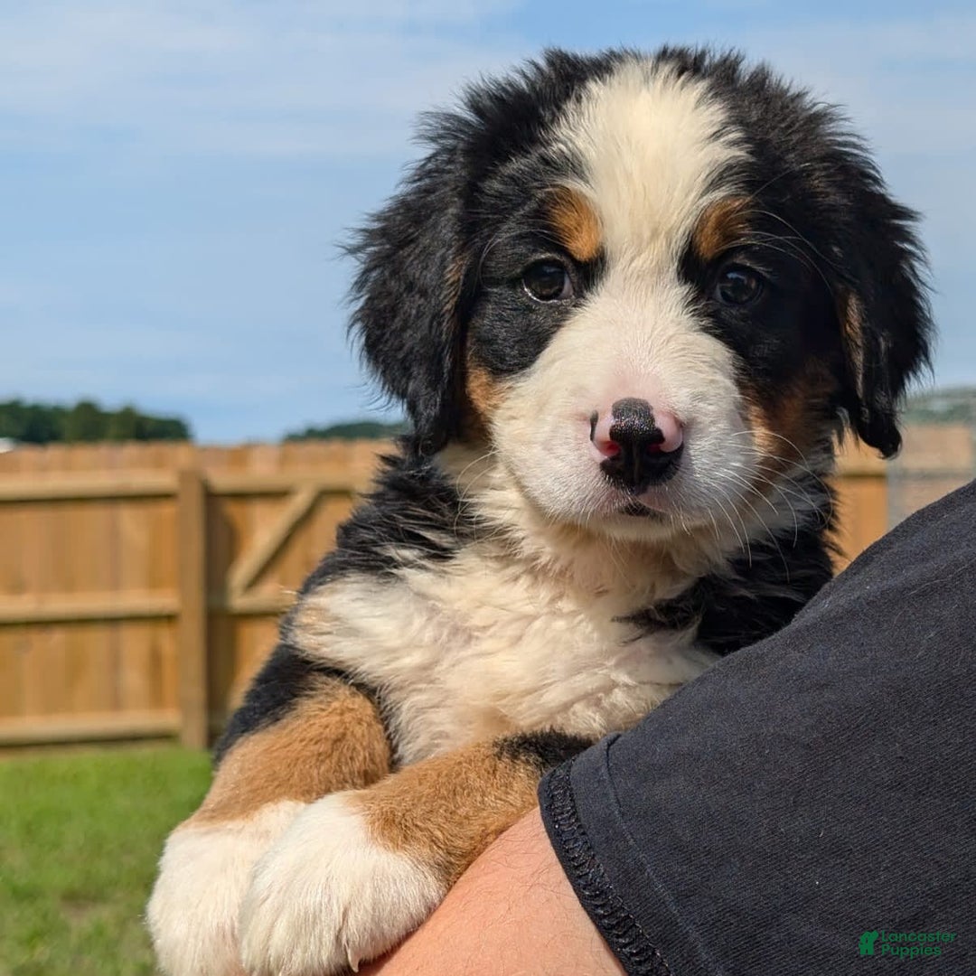 Bernese Mountain Dog dogs for sale: Wenna - Image 3
