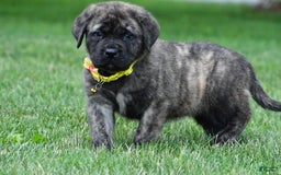 English Mastiff dogs for sale: Vance - Image 2