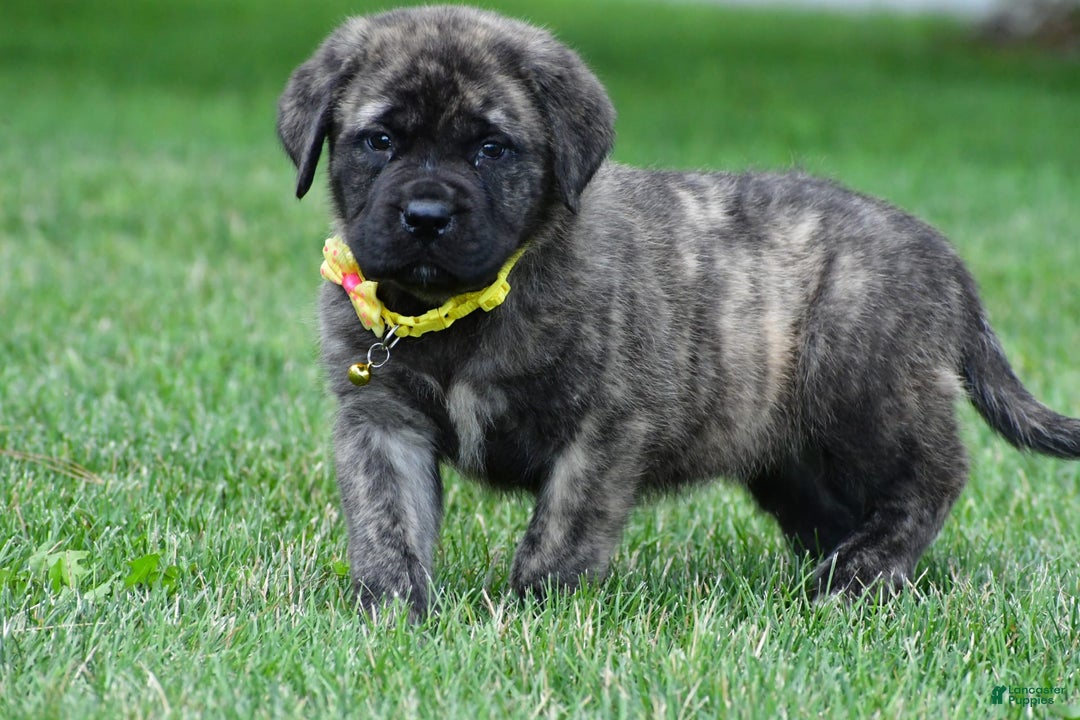 English Mastiff dogs for sale: Vance - Image 2