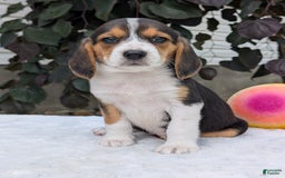 Beagle dogs for sale: Lilly - Image 5